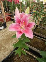 [4492 PO80 LUN 3350 No01.JPG]